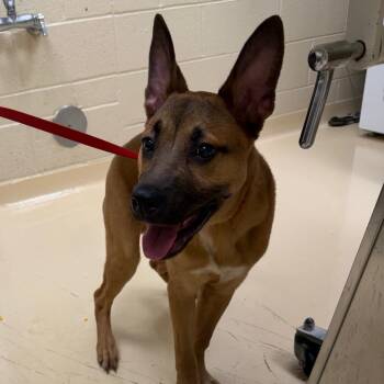 Mixed Breed Dogs Available for Adoption in Winston-salem, North Carolina - Bucky | PetCurious