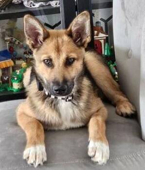 German Shepherd Dog and Husky Dogs Available for Adoption in Los Angeles, California - LEANNE | PetCurious
