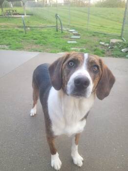 Beagle and Basset Hound Dogs Available for Adoption in Frankfort, Kentucky - Holly 5701 D | PetCurious