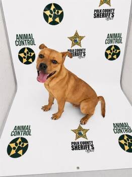 American Bulldog and Mixed Breed Dogs Available for Adoption in Winter Haven, Florida - RUSSELL | PetCurious