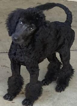 Torry -  Standard Poodle Dog for Adoption in Moreno Valley, California - Torry | PetCurious