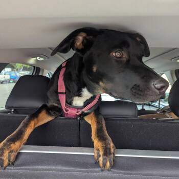 TOMMY -  Rottweiler and Pit Bull Terrier Dog for Adoption in Trabuco Canyon, California - TOMMY | PetCurious