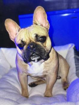 French Bulldog Dogs Available for Adoption - Sampson | PetCurious
