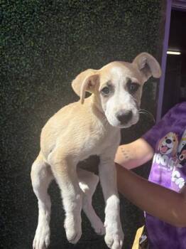61136622 -  Pit Bull Terrier and Shepherd Dog for Adoption in El Paso, Texas - 61136622 | PetCurious