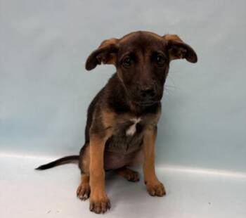 Jennie -  German Shepherd Dog and Mixed Breed Dog for Adoption in Minneapolis, Minnesota - Jennie | PetCurious