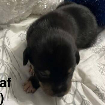 Mixed Breed Dogs Available for Adoption - Maple Leaf | PetCurious