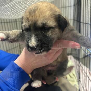 Mixed Breed Dogs Available for Adoption in Bismarck, North Dakota - Kodiak | PetCurious