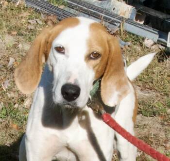 Rescue Hound Dogs for Adoption in Gloucester, Virginia - Dudley | PetCurious