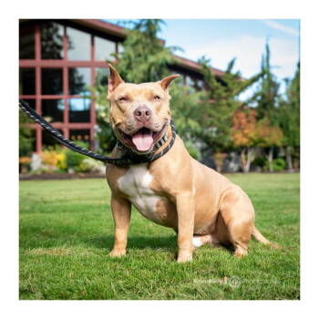 Rescue American Staffordshire Terrier Dogs for Adoption in Bothell, Washington - Ryder | PetCurious