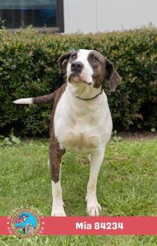 Mia -  American Bulldog Dog for Adoption in Mobile, Alabama - Mia | PetCurious