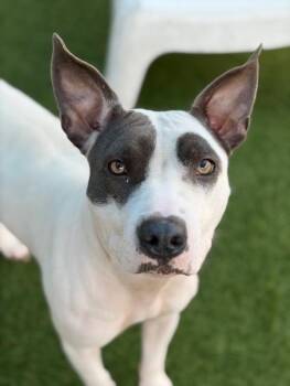 NOVA -  Pit Bull Terrier Dog for Adoption in Dallas, Texas - NOVA | PetCurious