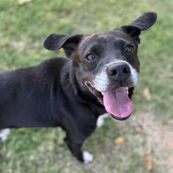 Rescue Labrador Retriever Dogs for Adoption in Lowell, Arkansas - Rango | PetCurious