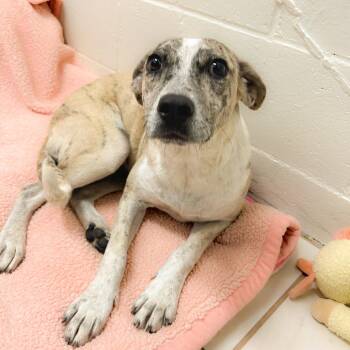 Mixed Breed Dogs Available for Adoption - Button | PetCurious