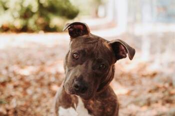American Staffordshire Terrier and Mixed Breed Dogs Available for Adoption in North Charleston, South Carolina - 92077a Asher | PetCurious