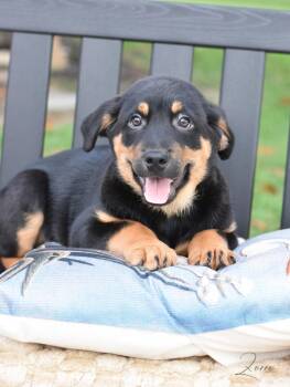 Labrador Retriever Dogs Available for Adoption in Conroe, Texas - Zorro | PetCurious