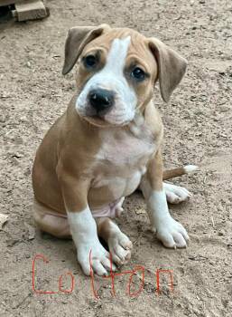 Colton -  Pit Bull Terrier Dog for Adoption in Carmel Hamlet, New York - Colton | PetCurious
