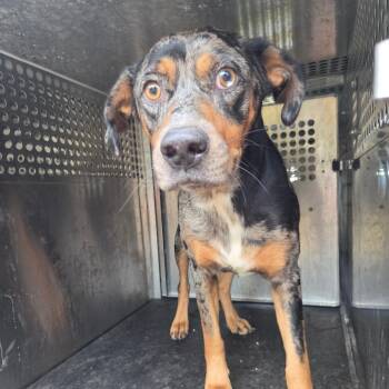 Hillary -  Australian Shepherd and Mixed Breed Dog for Adoption in Birmingham, Alabama - Hillary | PetCurious