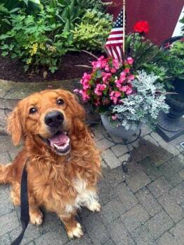 Max -  Golden Retriever Dog for Adoption in Bedford Hills, New York - Max | PetCurious