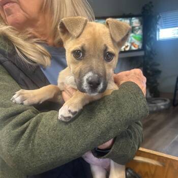 Terrier and Mixed Breed Dogs Available for Adoption - Kelsey | PetCurious