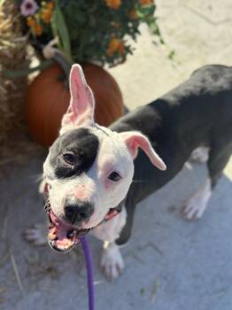 Luna -  Pit Bull Terrier Dog for Adoption in Cleveland, Ohio - Luna | PetCurious