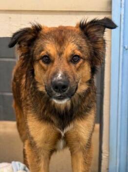 Retriever and Mixed Breed Dogs Available for Adoption in Palm Coast, Florida - Red | PetCurious
