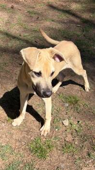 Mountain Cur Dogs Available for Adoption in Little Rock, Arkansas - Finn | PetCurious