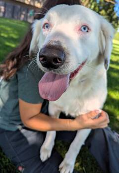 Lorelei -  Catahoula Leopard Dog and Australian Shepherd Dog for Adoption in Valparaiso, Indiana - Lorelei | PetCurious