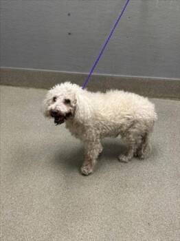 HENRY -  Poodle Dog for Adoption in Las Vegas, Nevada - HENRY | PetCurious