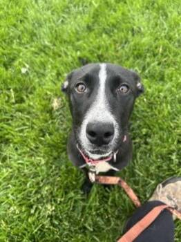 Tunie -  Mixed Breed Dog Available for Adoption in Kansas City, Missouri - Tunie | PetCurious