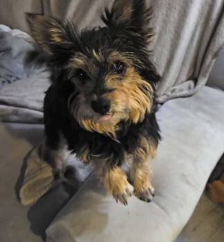 Terrier Dogs Available for Adoption in Uxbridge, Massachusetts - Ella | PetCurious