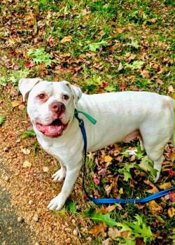 Rescue Mixed Breed Dogs for Adoption in New York, New York - HANK | PetCurious