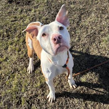 Mixed Breed Dogs Available for Adoption - Little Finger | PetCurious