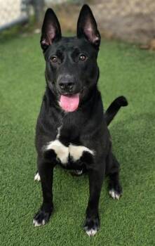 Mixed Breed Dogs Available for Adoption in Columbia, South Carolina - CURRY | PetCurious
