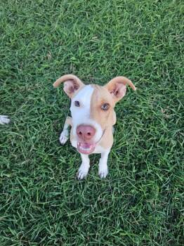 Rescue American Staffordshire Terrier Dogs for Adoption in Clarksville, Tennessee - Lemon Drop | PetCurious