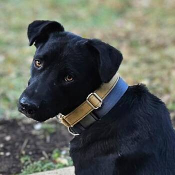Rescue Labrador Retriever Dogs for Adoption in Baldwin, Maryland - Rhett | PetCurious