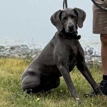 Rescue Weimaraner Dogs for Adoption in Ballston Spa, New York - Bella | PetCurious