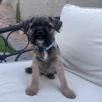 Pug and Terrier Dogs Available for Adoption - Kyle  | PetCurious