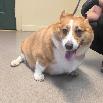 Hachi -  Corgi Dog for Adoption in Pasadena, California - Hachi | PetCurious