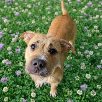 CT Rusta -  Wirehaired Terrier and Schnauzer Dog for Adoption in Eastford, Connecticut - CT Rusta | PetCurious