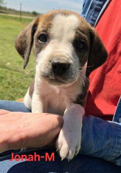 Cattle Dog Dogs Available for Adoption in Palos Heights, Illinois - Jonah | PetCurious