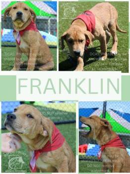 American Staffordshire Terrier and Mixed Breed Dogs Available for Adoption in Kenansville, North Carolina - Franklin | PetCurious
