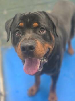 Jax -  Rottweiler Dog for Adoption in Danielsville, Georgia - Jax | PetCurious