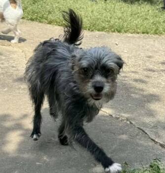 Terrier Dogs Available for Adoption in Milton, Georgia - Half Pint | PetCurious