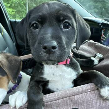 Husky and Black Labrador Retriever Dogs Available for Adoption in Richmond, Virginia - Myrtle | PetCurious