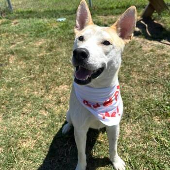 Catalina -  Shepherd Dog for Adoption in Beaumont, Texas - Catalina | PetCurious
