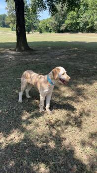 Elliott -  Goldendoodle Dog for Adoption - Elliott | PetCurious