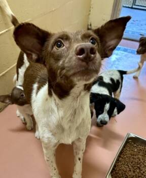 Rescue Cattle Dog and Mixed Breed Dogs for Adoption in Morristown, New Jersey - Banshee | PetCurious