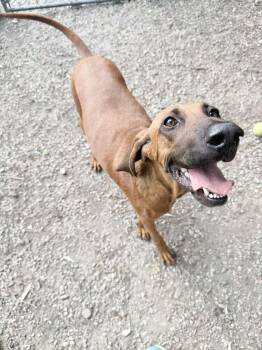 Ann -  Hound Dog for Adoption in Elmsford, New York - Ann | PetCurious