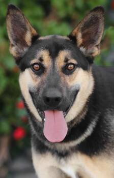 Rogue von Rerik -  German Shepherd Dog Dog for Adoption in Los Angeles, California - Rogue Von Rerik | PetCurious