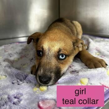 Siberian Husky and Pit Bull Terrier Dogs Available for Adoption in Tampa, Florida - Joan | PetCurious